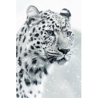 Snow Leopard